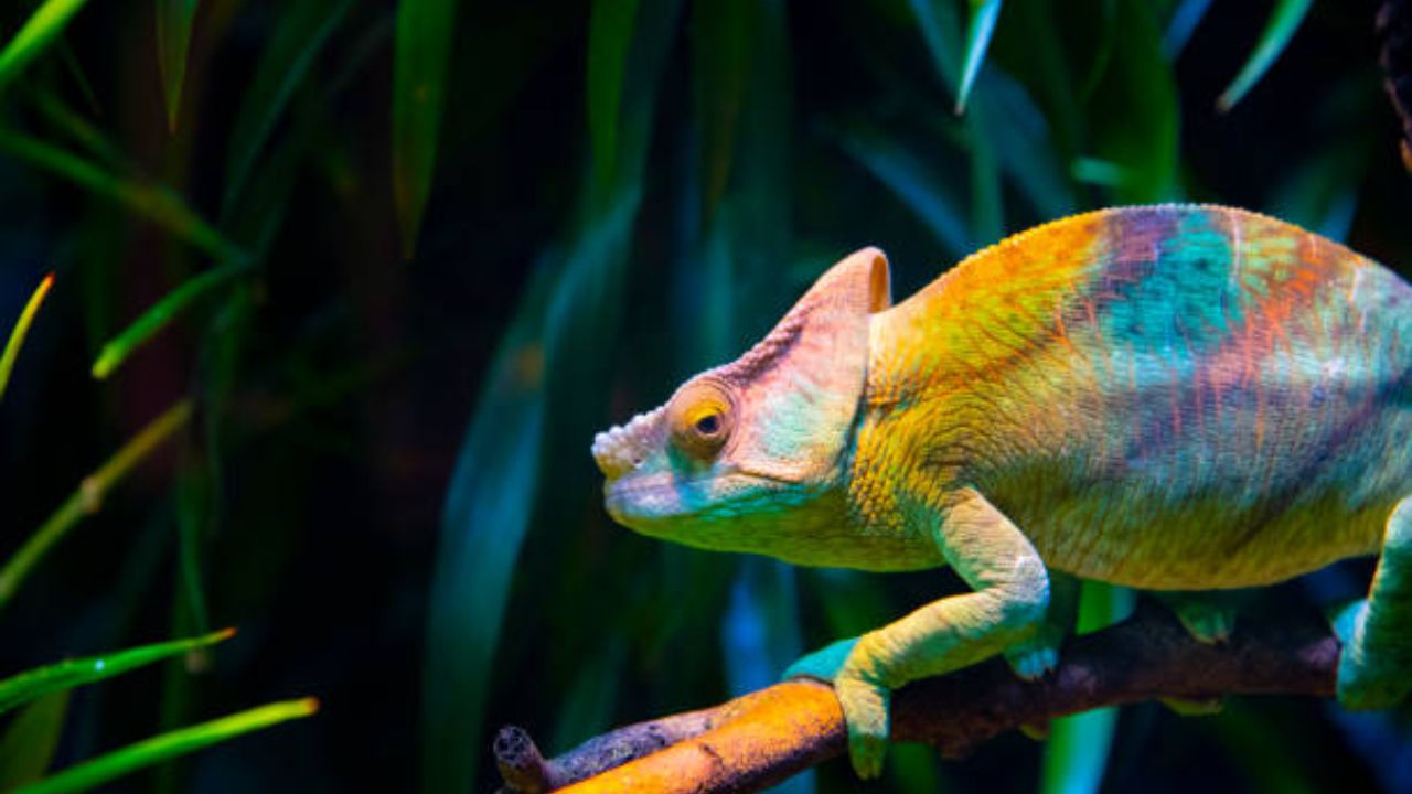  हा फोटोनिक क्रिस्टल थर प्रकाशाच्या परावर्तनाला प्रभाविक करतो आणि यामुळे सरड्याचा रगं बदलले दिसतो