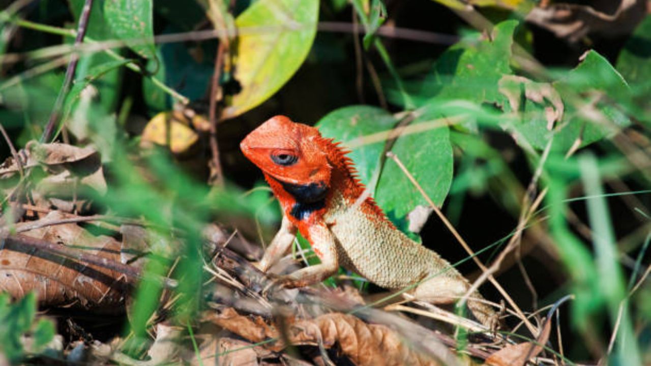 सरडा लाल, पिवळा, निळा जांभळ्या अशा अनेक  वेगवेगळ्या रंगामध्ये बदलू शकतो