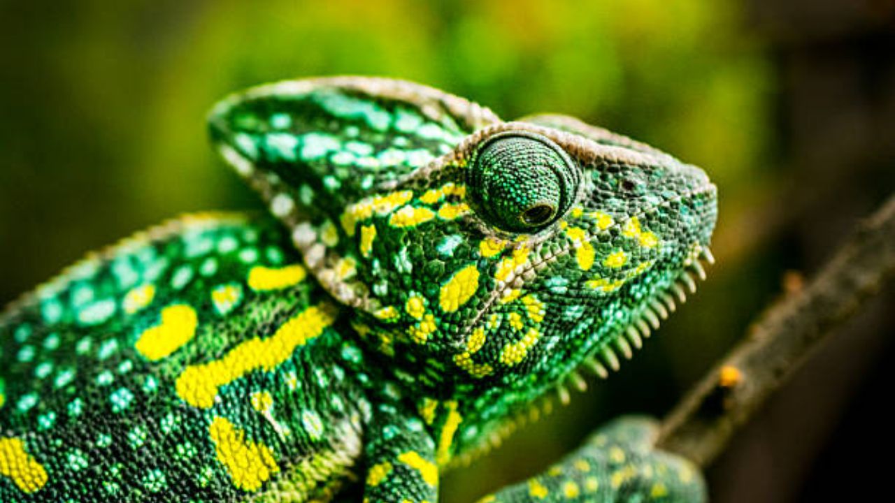 सरडा रंग का आणि कसा बदलतो तुम्हाला माहित आहे का? जाणून घ्या यामागचं अद्भुत रहस्य…