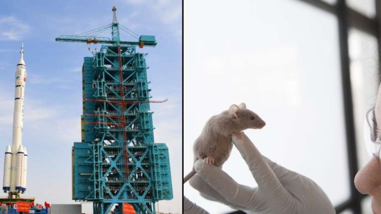 मांजरीच्या त्रासाला कंटाळून उंदीर निघाले चक्क अंतराळात! काय आहे चीनची महत्त्वाकांक्षी योजना? जाणून घ्या