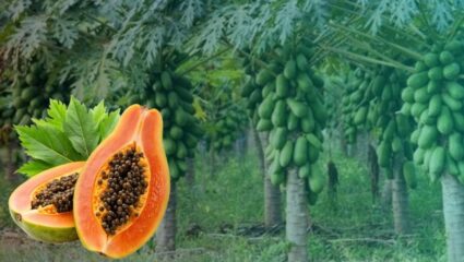 Jalgaon News : पपई दरांवरून जळगाव शहरात संघर्ष पेटला! लवकरच तोडगा काढण्याची मागणी