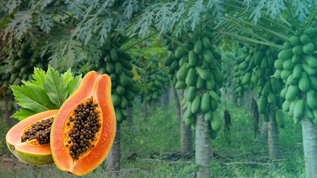 Jalgaon News : पपई दरांवरून जळगाव शहरात संघर्ष पेटला! लवकरच तोडगा काढण्याची मागणी