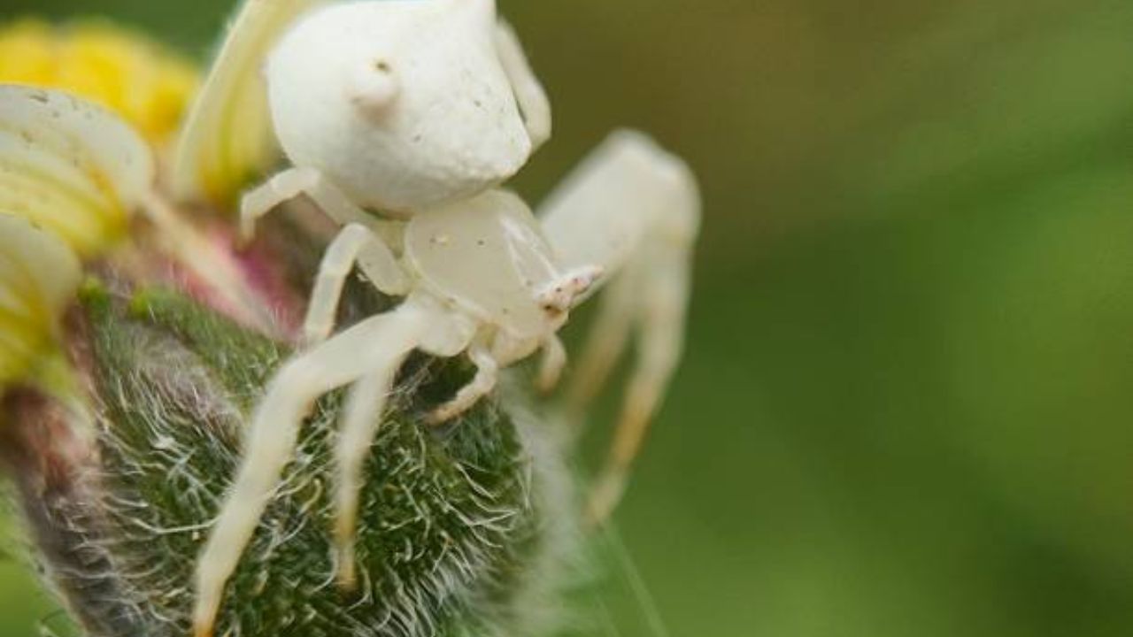 क्रॅब स्पायडर : या प्रजातीमध्ये लैंगिक नरक्षण म्हणजेच जोडीदाराला मारुन खाणे हे अगदी सामान्य आहे. वृद्ध झालेल्या नरांना मादी प्रजाती नारुन खातात. जेव्हा मिलन हंगामाच्या मादी क्रॅब स्पायडरची मिलनासाठी आक्रमकता वाढते
