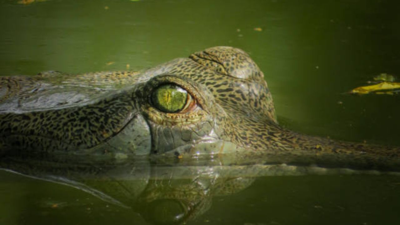 
यामुळे मगरीचे अश्रू ही केवळ एक म्हण असून ती व्यक्तीच्या खोट्या भावना दाखवण्यासाठी वापरली जाते