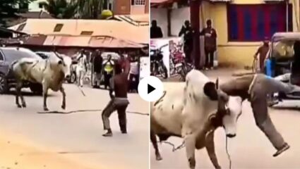 आ बैल मुझे मार! दारु पिऊन पठ्ठ्या थेट बैलाला भिडला अन्…; पुढं जे घडलं पाहून हसू आवरणार नाही, Video Viral