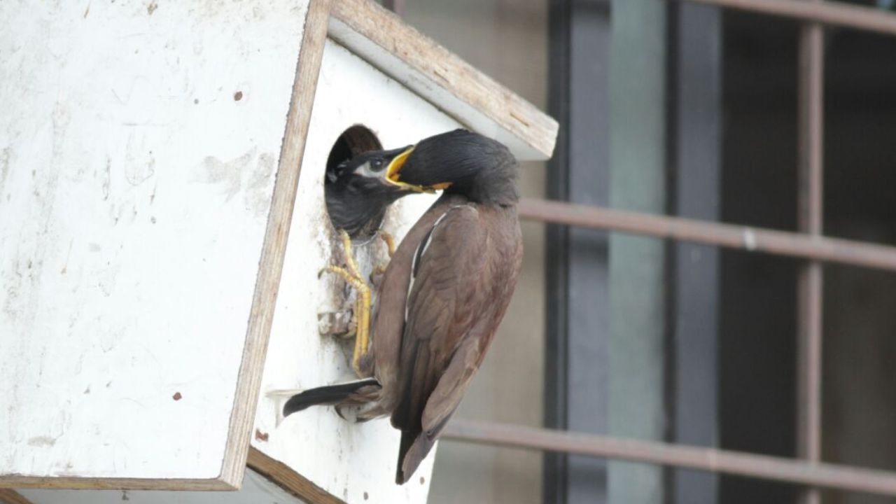 Pune News : पक्ष्यांचा हरवता अधिवास आणि कृत्रिम घरट्यांची नवी आस!