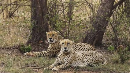 Botswana cheetahs : भारत-आफ्रिका संबंधांना नवे बळ; बोत्सवानाने राष्ट्रपती मुर्मू यांना आठ नवे पाहुणे केले सुपूर्द