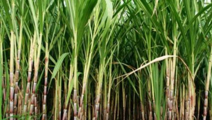 Kolhapur News : ऊस दर निश्चित होत नाही, तोपर्यंत….; वाहतूक अडवून भर रसत्यात ‘स्वाभिमानी’ संघटनेचं आंदोलन