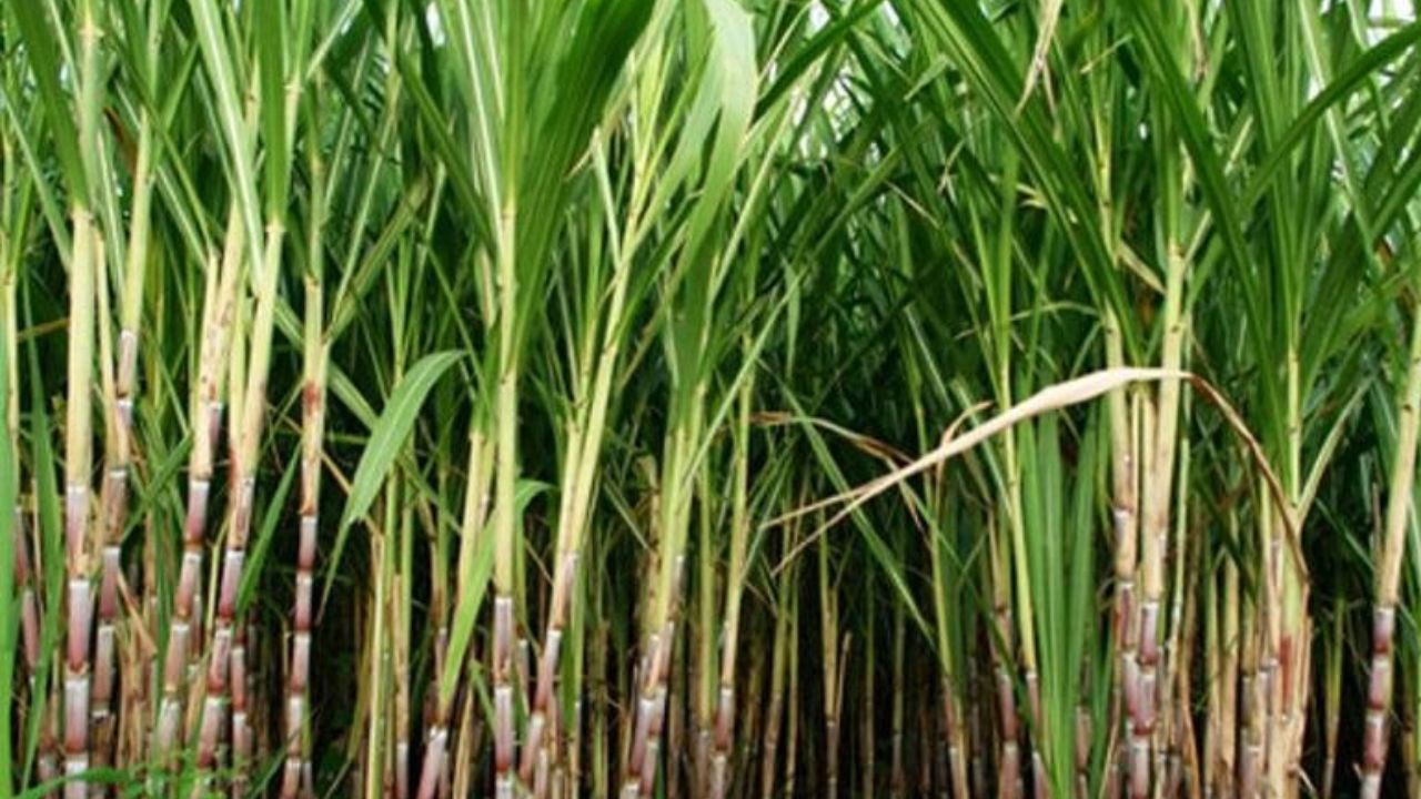 Kolhapur News : ऊस दर निश्चित होत नाही, तोपर्यंत….; वाहतूक अडवून भर रसत्यात ‘स्वाभिमानी’ संघटनेचं आंदोलन