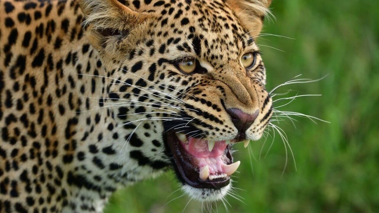 Leopard Attack : मावळ तालुक्यातील साळुंब्रे गावात बिबट्याची दहशत कायम; शेतकरी दिलीप राक्षे यांनी दाखवले धाडस