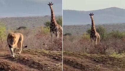 क्षणात संपूर्ण खेळ उलटला! नदीकाठी पाणी पिणाऱ्या जिराफावर सिंहाचा हल्ला; पण जे घडलं की जंगलाच्या राजा बघतच राहिला, Video Viral