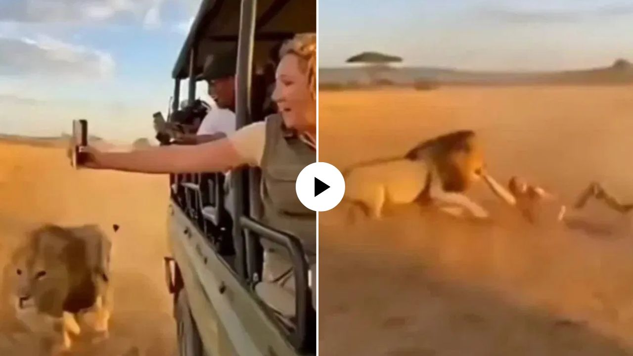 निष्काळजीपण नडला! सफारीदरम्यान गाडीतून सेल्फी घेत होती महिला; तेवढ्यात सिंहाने हात जबड्यात धरला अन्… भयावह Video Viral