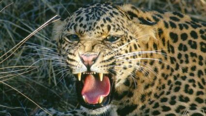 Pune News: शिरुरमध्ये बिटाट्याचा धुमाकूळ; हल्ल्यात चिमुकल्याचा मृत्यू, गावकऱ्यांचा आक्रमक पवित्रा