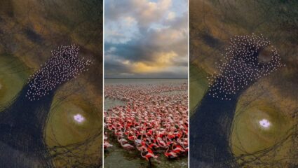 VIDEO VIRAL: जगाने पाहिली जिवंत पेंटिंग! मेहरालू तलावावर फ्लेमिंगोंचा अद्वितीय नाच; ड्रोनने टिपला ‘निसर्गाचा कॅन्व्हास’