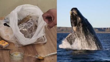 Beed Crime: बीडमध्ये मोठी कारवाई! कारमधून 1.5 कोटींची व्हेल माशाची उलटी जप्त; दोघे अटकेत