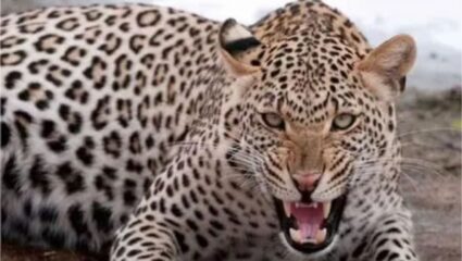 Gondia : वडिलांसोबत शेतात गेली आणि काळाने घात केला! बिबट्याच्या हल्ल्यात 9 वर्षीय चिमुकलीचा मृत्यू; गोंदिया येथील घटना