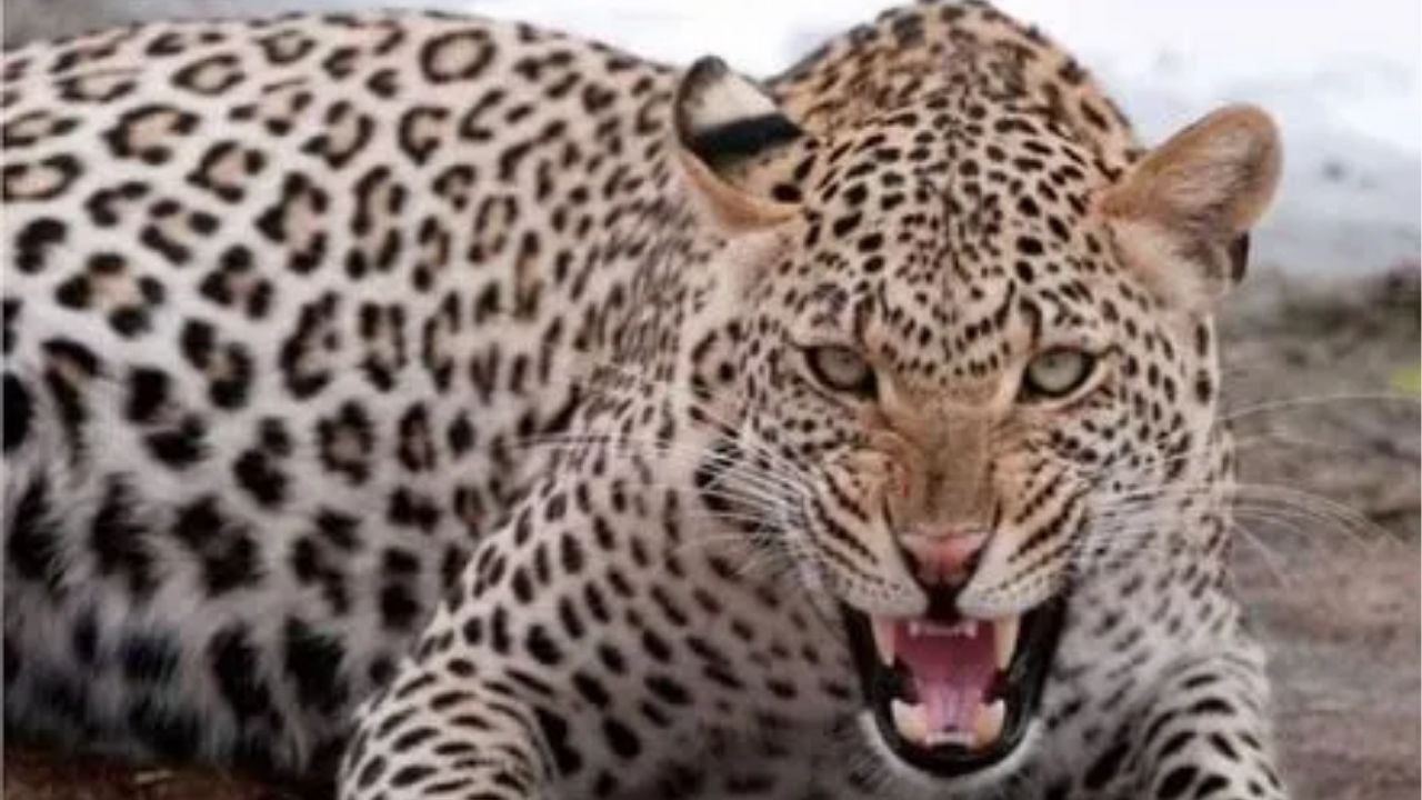 Gondia : वडिलांसोबत शेतात गेली आणि काळाने घात केला! बिबट्याच्या हल्ल्यात 9 वर्षीय चिमुकलीचा मृत्यू; गोंदिया येथील घटना