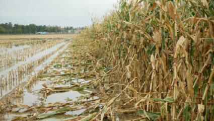 कोकणातला शेतकरी भीषण संकटात! आंबा, काजू हंगाम अन्…; जेसीबीच्या माध्यमातून पाण्याचा निचरा