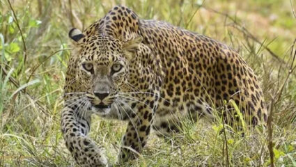 Pune News: “जुन्नर व शिरूर परिसरातील बिबट्यांचे…”;काय म्हणाले वनमंत्री गणेश नाईक?