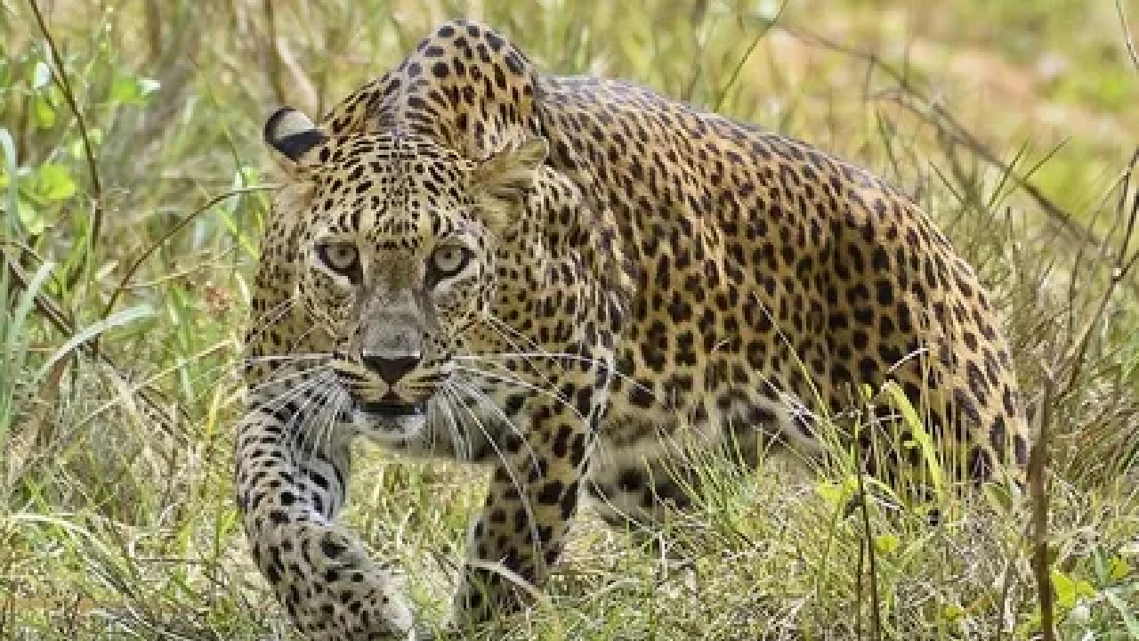 Pune News: “जुन्नर व शिरूर परिसरातील बिबट्यांचे…”;काय म्हणाले वनमंत्री गणेश नाईक?