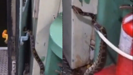 ट्रेनमधून फुस्स करून फुत्कारला अजगर, पाहताच लोकांची हवा झाली टाईट; Rescue Video Viral