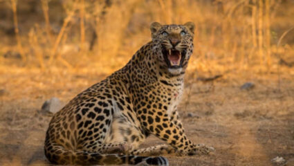 Pune Leopard Attack: तीन जणांचा जीव घेणारा नरभक्षक बिबट्या ठार; शार्प शूटर पथकाने थेट…