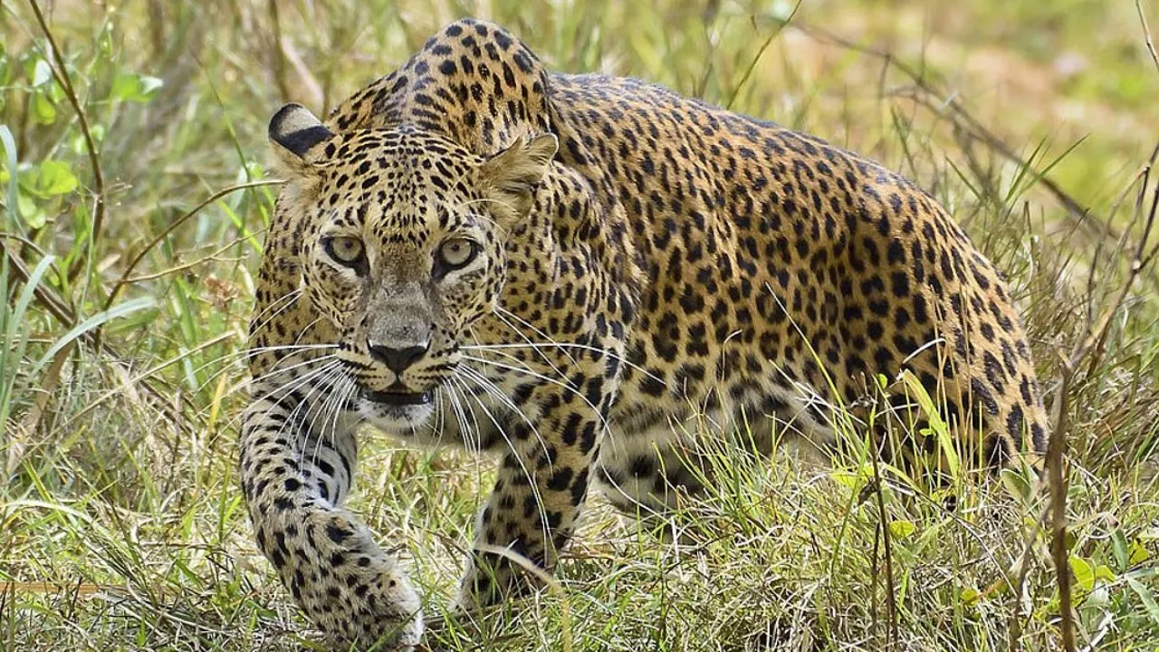 Leopard News: ग्रामस्थांमध्ये भीतीचे वातावरण! आता ‘या’ भागात झाले बिबट्याचे दर्शन