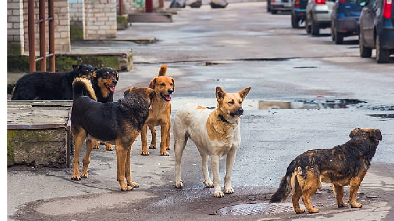 अविश्वसनीय! मुंबईत 90000 पेक्षा अधिक Stray Dogs; शेल्टर होम मात्र 8, कसा लागू होणार सुप्रीम कोर्टाचा आदेश?