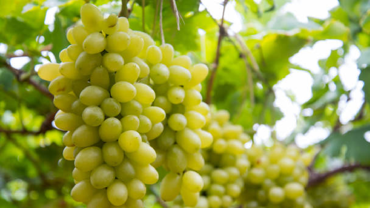 ढगाळ हवामान अन् अवकाळी पावसाचा द्राक्षबागांना फटका; ‘या’ रोगांचा झाला मोठ्या प्रमाणात प्रादुर्भाव