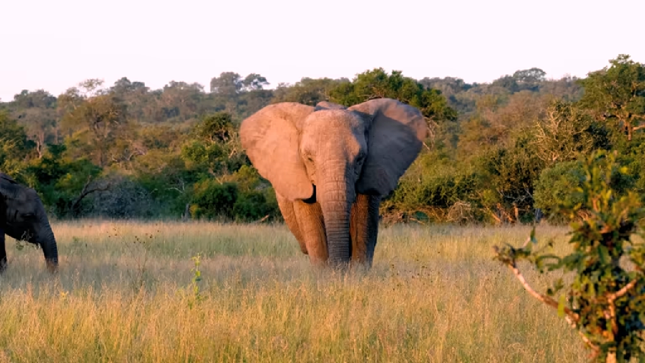 तळकोकणात ‘ओंकार’ पाठोपाठ ‘राजा’चा तूफान धुमाकूळ; उपद्रव वाढत असल्याने शेतकरी चिंतेत
