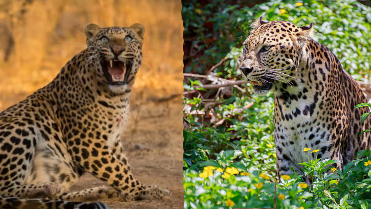 Leopard Attack: पुण्यातील 233 गावांना बिबट्याचा धोका; मानव-बिबट संघर्ष रोखण्याचा…