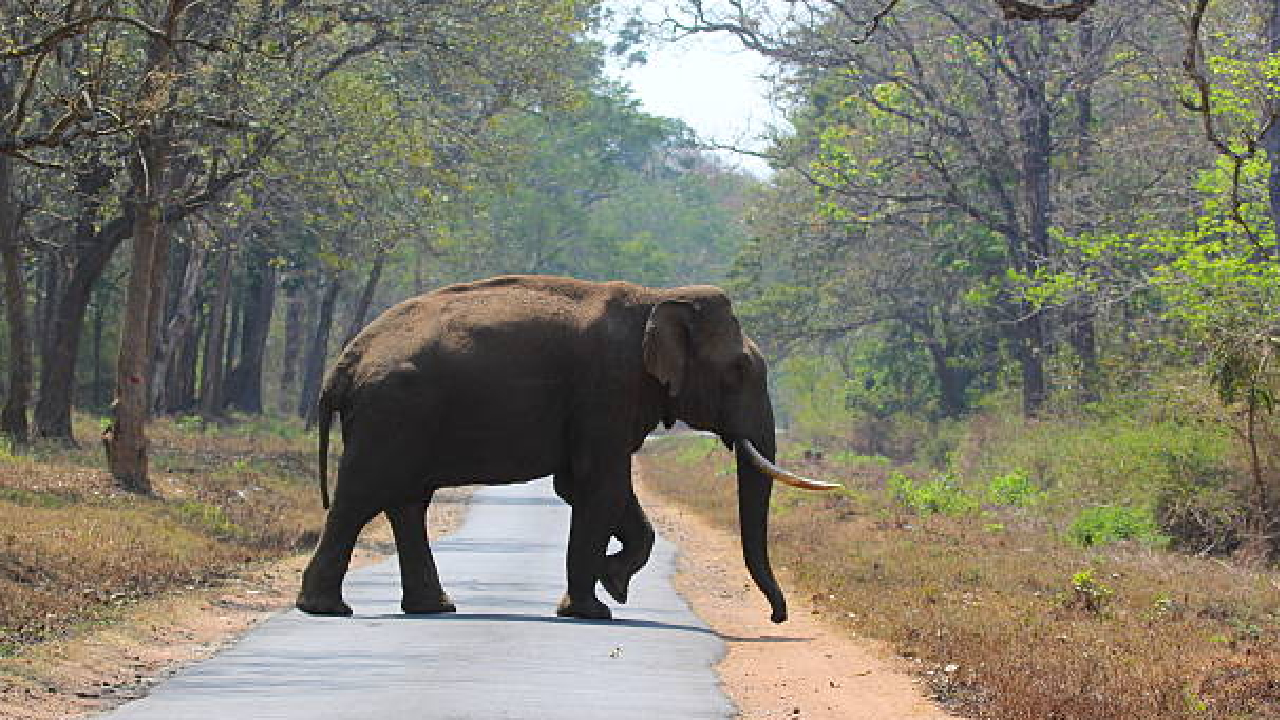 Elephant: ‘ओंकार’ हत्तीवर सुतळी बॉम्बने हल्ल्याचे प्रकरण; पोलिसांनी दिले ‘हे’ मोठे स्पष्टीकरण