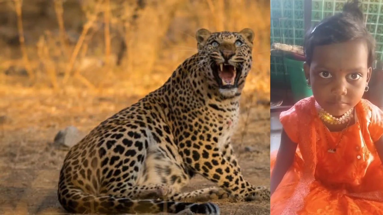 Leopard Attack: शेतातून बिबट्या आला अन् 5 वर्षीय चिमुरडीला थेट…; कुठे घडली हृदयद्रावक घटना?
