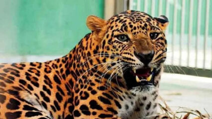 Leopard Attack: नाशिकमध्ये ‘बिबट्याराज’! भर वस्तीत घातले थैमान, पकडण्यासाठी थेट गिरीश महाजन अन्…