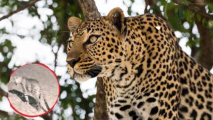 घरातच बसा! पुणे, अहिल्यानगरपाठोपाठ ‘या’ जिल्ह्यात झाले बिबट्याचे दर्शन; Forest Department चे दुर्लक्ष