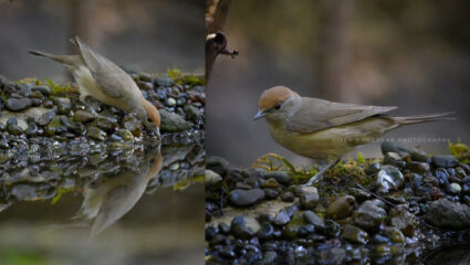 ताम्हिणी घाटात ‘दुर्मिळ पाहुणा’; महाराष्ट्रात प्रथमच ‘युरेशियन ब्लॅक कॅप’ मादीचे दर्शन…