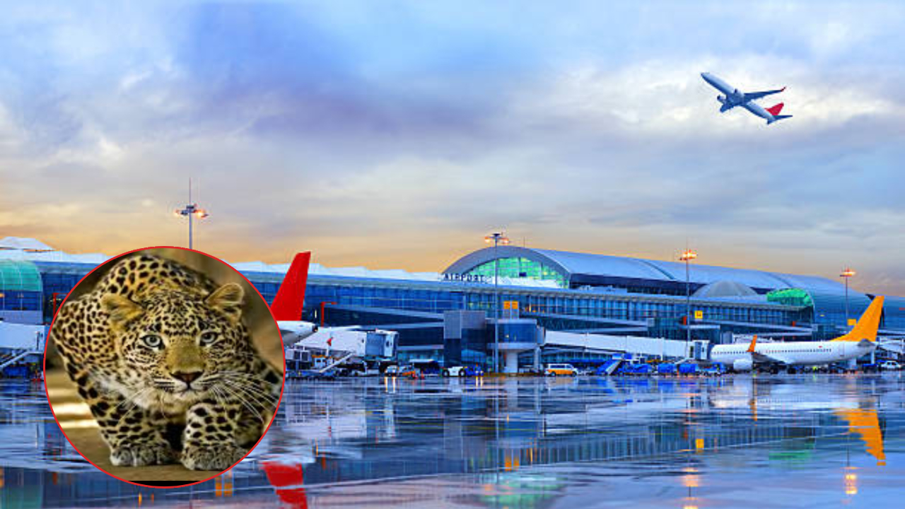 पुणे तिथे काय उणे! मध्यरात्रीची वेळ अन् एअरपोर्ट रन-वे जवळ बिबट्याने दिले दर्शन; मोठा धोका टळला
