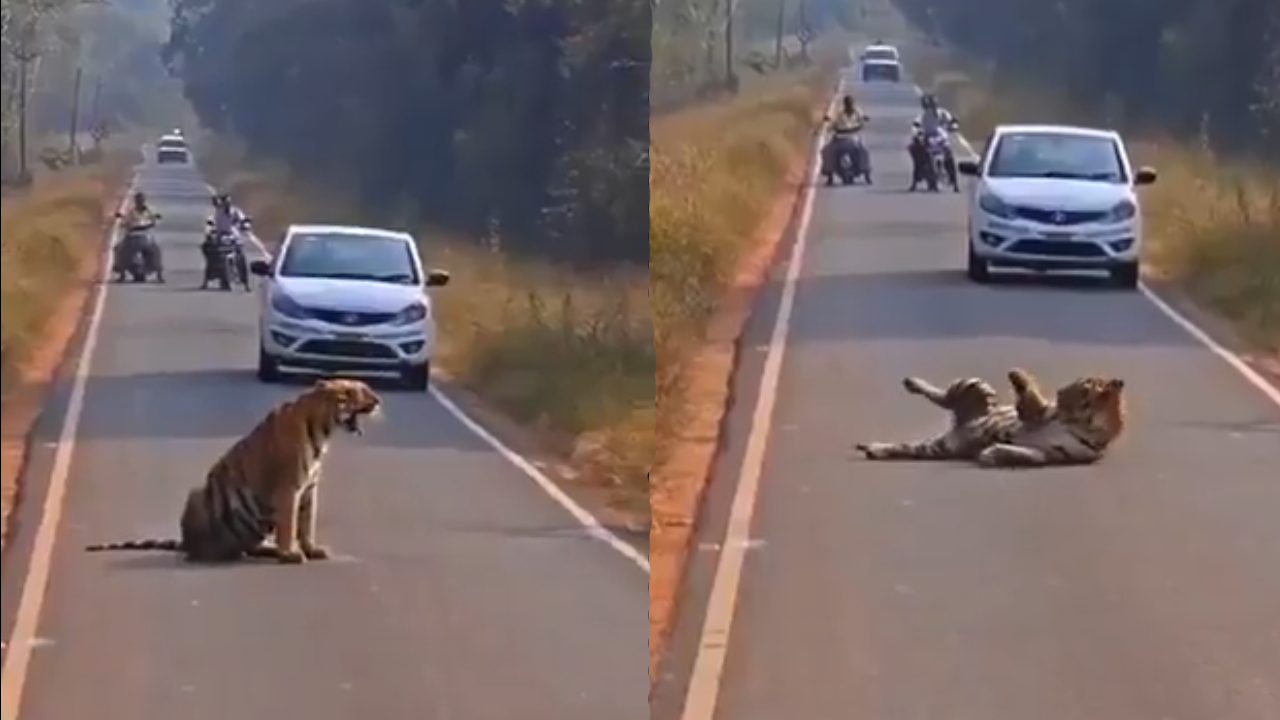 वाघोबांचे निवांत क्षण! रस्त्याच्या मधोमध्य ठाण मांडून बसला अन् ट्रॅफिक केलं जाम; पहा थरारक Video