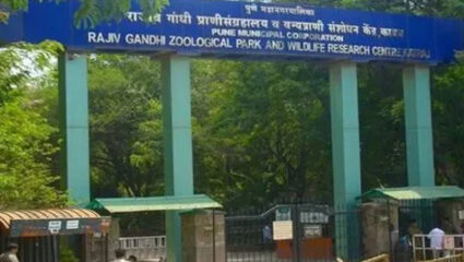 मोठी बातमी! राजीव गांधी प्राणीसंग्रहालयात अचानक मादी नीलगाईचा मृत्यू; कारण अद्याप अस्पष्ट