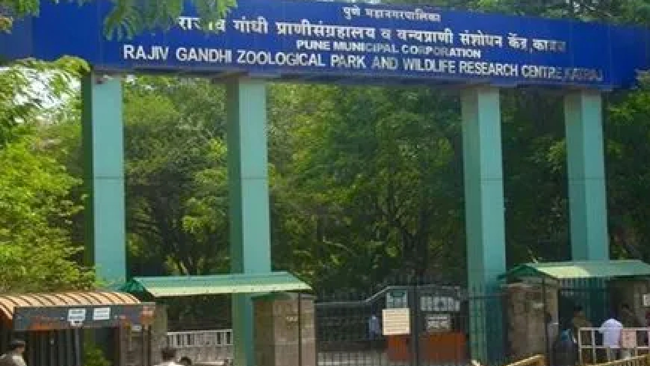 मोठी बातमी! राजीव गांधी प्राणीसंग्रहालयात अचानक मादी नीलगाईचा मृत्यू; कारण अद्याप अस्पष्ट