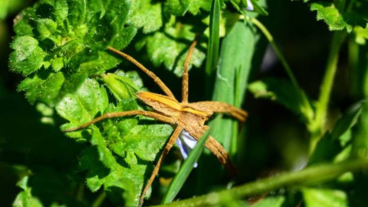 नर्सरी बेव स्पायडर : या प्रजातीच्या मादी नरांना संभोग करताना मारुन खातात. अशा वेळी आपले प्राण वाचवण्यासाठी नर मादी स्पायडरचे पाय रेशमने गुंडाळतात