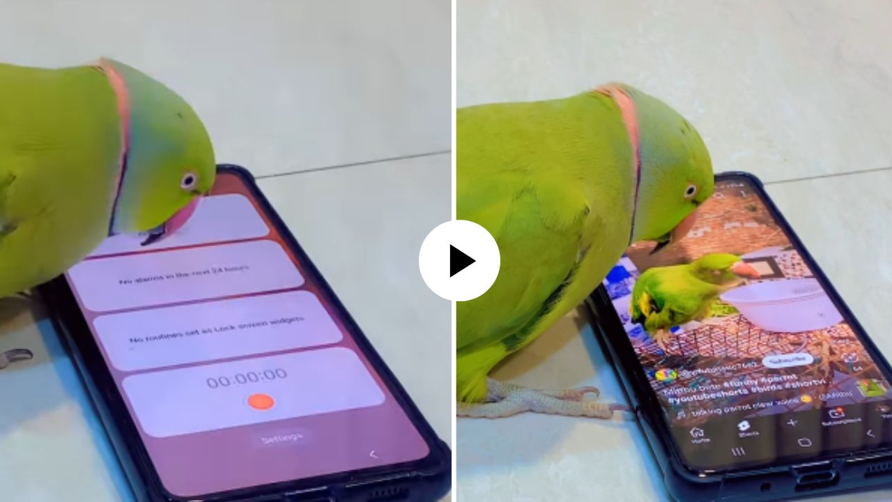 पोपट रॉक, युजर्स शॉक! मोबाईल घेतला, स्क्रीनवर चोचीने टच केलं अन्…; पोपटाची हुशारी पाहून सगळेच आवाक्, VIDEO VIRAL