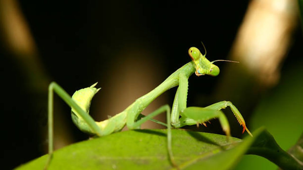 या प्रजातीत मादी आपल्या नर जोडीदाराला लैंगिक संबंध ठेवताना किंवा नंतर खातात.  कारण मादी प्राण्याला प्रजननसाठी त्वरित पोषक तत्वांची आवश्यकता असते