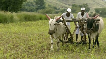 Amaravati News : रब्बी हंगामातील पेरण्या लांबणीवर, केवळ ५ हजार हेक्टरवरच लागवड; रब्बीत हरभऱ्याचे क्षेत्र वाढले