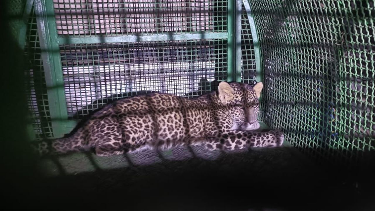 Ratnagiri News : अंगावर काटा आणणारे ते काही तास, शिकारीसाठी बाहेर पडला अन्…बिबट्याच्या पिल्लूचे वनविभागाने केले रेस्क्यू