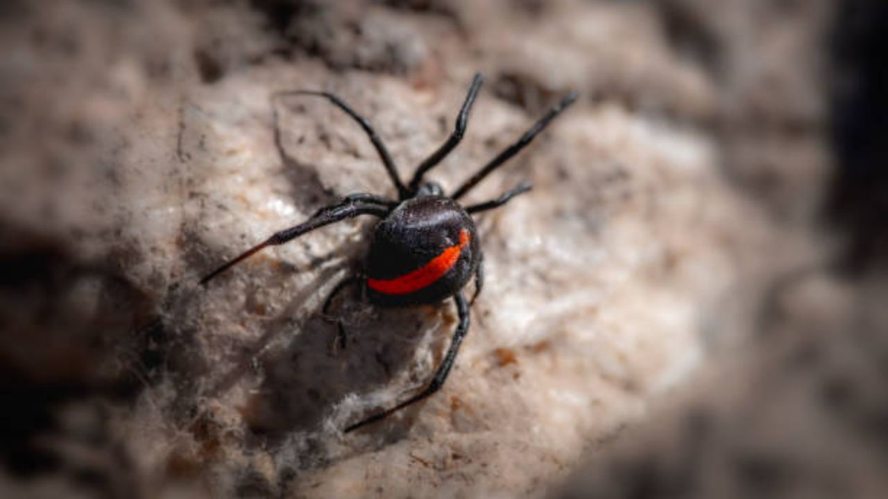 रेडबॅक स्पायडर : या प्रजातीमध्ये नर स्पायडर बुहेतक वेळा लैंगिक संबंधादरम्यान मादीच्या तोंडात घुसतात. यामुळे मादीला त्यांना खाणे सोपे जाते. या जमातीत नर प्रजाती आत्मत्याग करतात, ज्यामुळे मादीच्या गर्भधारणा यशस्वी होण्याची शक्यता अधिक असते