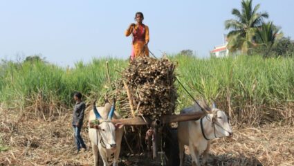 ऊसतोड मजुरांचा काफिला तोडणीसाठी रवाना; गाव, वाडी-तांड्यामध्ये उरले केवळ वयोवृद्ध