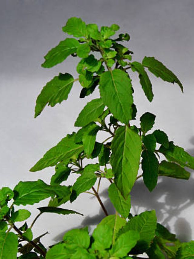 मार्गशीर्ष महिन्यात अशी करा तुळशीची पूजा, जाणून घ्या नियम