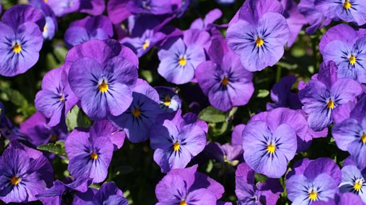 व्हायोला हे फुलांचे झाड हिवाळ्यात अतिशय खुलून दिसते. या रोपावर जांभळ्या रंगाची आकर्षक फुले येतात. थंड हवेच्या ठिकाणी व्हायोला फुले अधिक फुलतात.