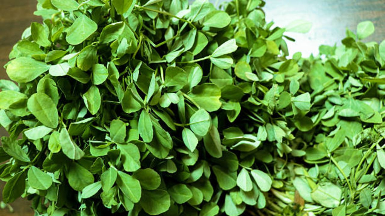 चवीला कडू असलेली मेथी भाजी अनेकांना खायला आवडत नाही. पण मेथीच्या भाजीमध्ये अनेक पौष्टिक गुणधर्म आढळून येतात. यामध्ये  लोह, कॅल्शियम आणि फॉस्फरस इत्यादी अनेक घटक आढळून येतात. 